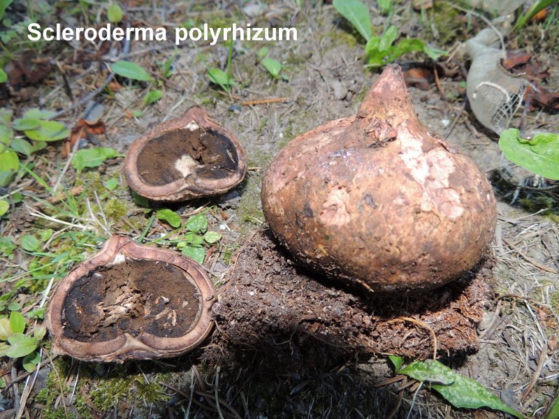 Scleroderma polyrhizum-amf1766.jpg - Scleroderma polyrhizum ; Syn1: Scleroderma geaster ; Syn2: Sclerangium polyrhizon ; Nom français: Scléroderme en forme d’étoile